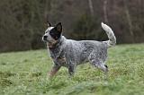 BOUVIER AUSTRALIEN 394